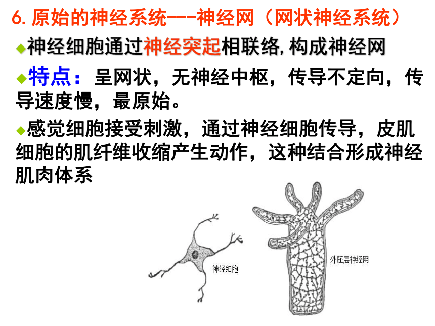 高中生物竞赛动物学教学课件第六章 辐射对称的动物 腔肠动物门（72张）