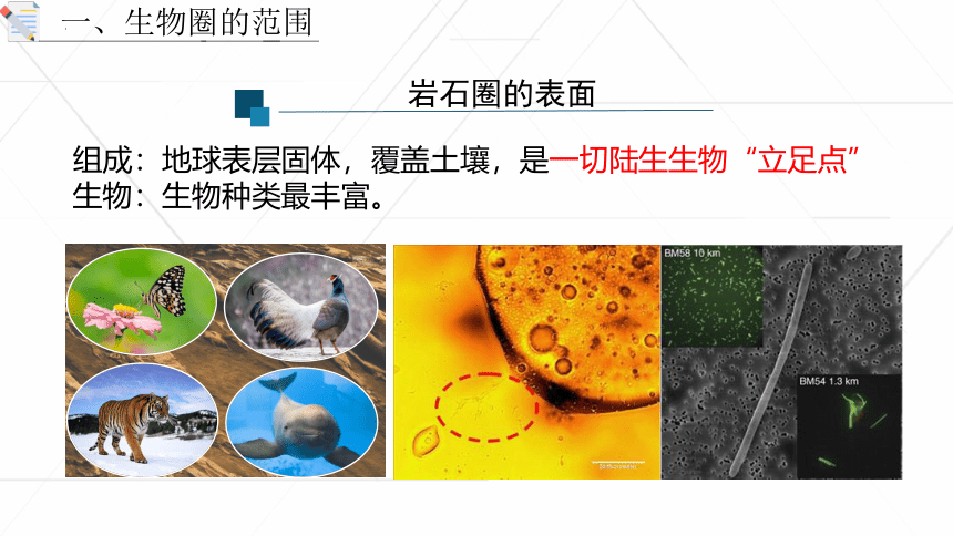 1.2.3 生物圈是最大的生态系统课件(共27张PPT) 2022-2023学年人教版生物七年级上册