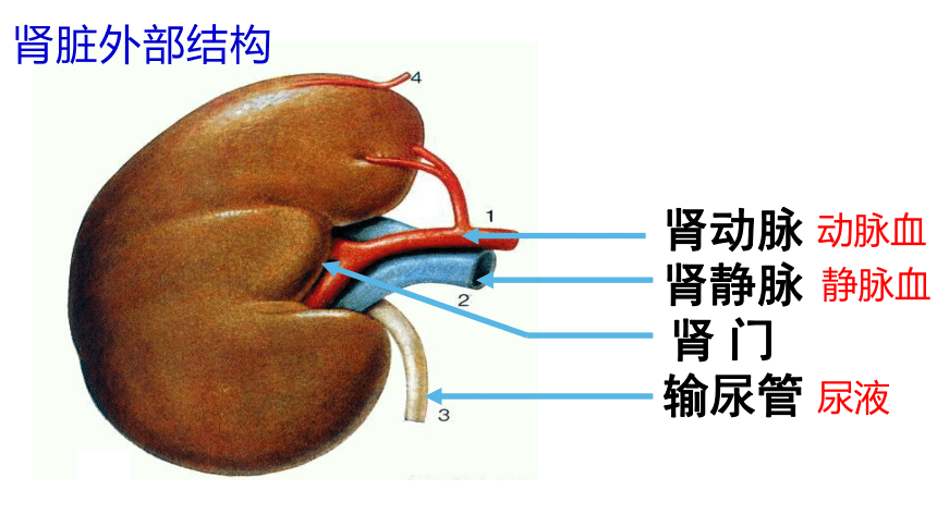 11.2尿的形成与排出课件(共40张PPT)2022-2023学年北师大版生物七年级下册