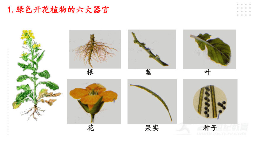 人教版七年级生物上册2.2.3植物体的结构层次课件（30张PPT)