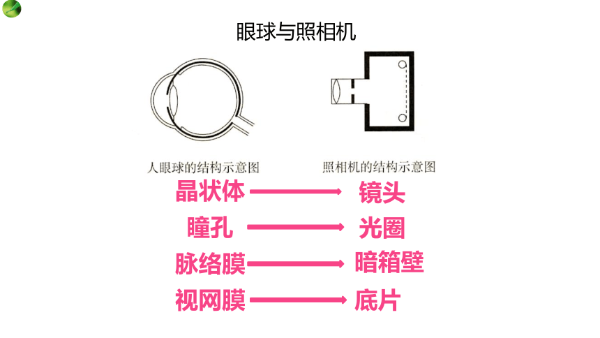 2.4.1.1 信息的获取-视觉（课件）七年级生物下册（冀教版）（共24张PPT）