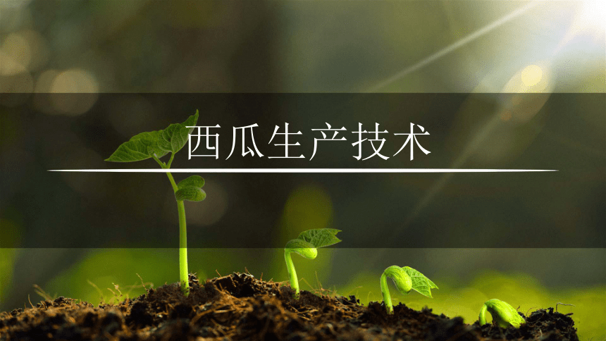 7.1西瓜生物学特性 课件(共22张PPT)-《蔬菜生产技术》同步教学（湖南科技出版社）