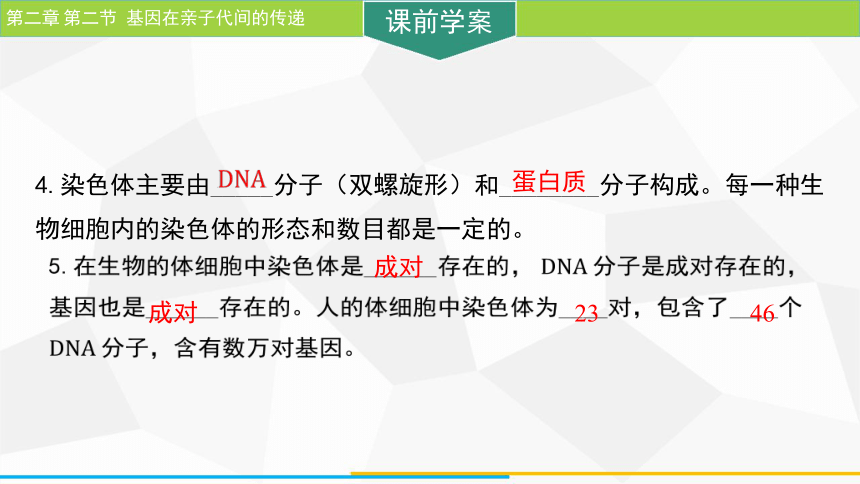 7.2.2 基因在亲子代间的传递  课件 (共25张PPT)人教版生物八年级下册