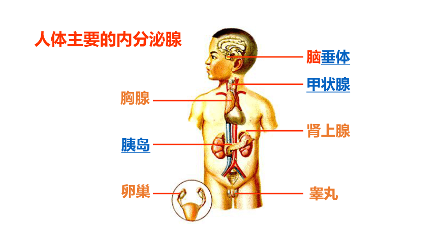 浙教版科学八年级上册  3.2 人体的激素调节 课件(共50张PPT)