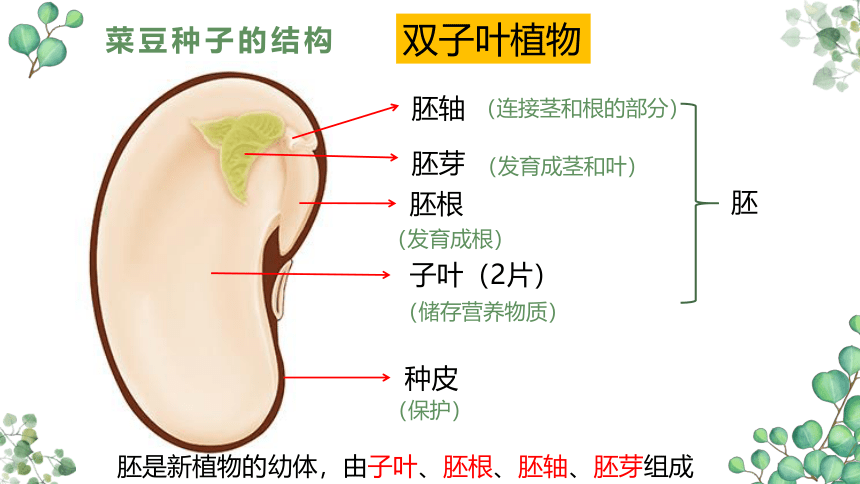 3.1.2种子植物  课件(共36张PPT)2022-2023学年人教版生物七年级上册