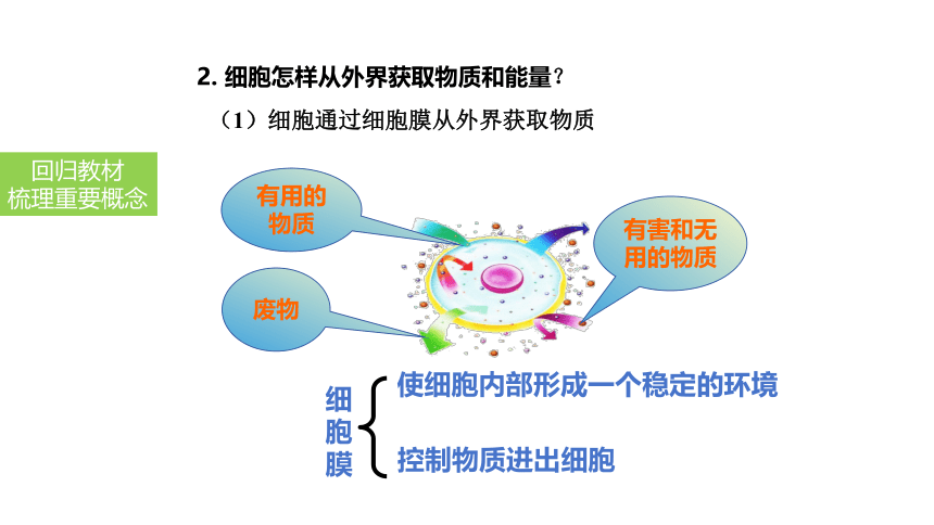 2024中考一轮复习：第4讲 细胞的结构及功能、细胞的生活课件(共38张PPT)