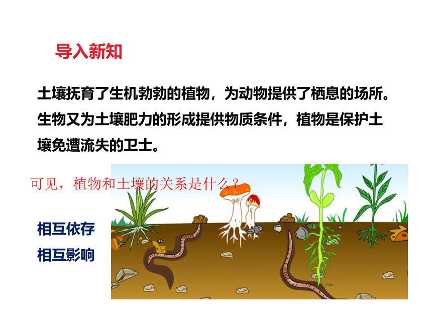 4.2 土壤与植物—华东师大版七年级科学下册课件(共24张PPT)