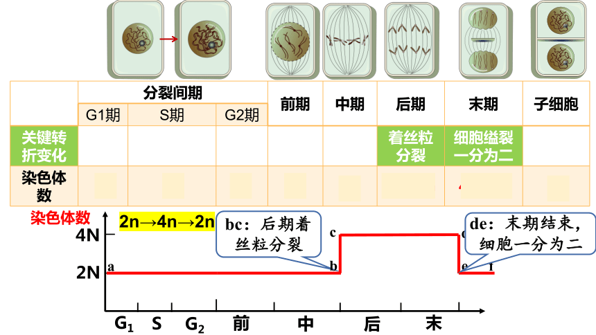 6.1细胞的增殖（第2课时）(课件共27张PPT)