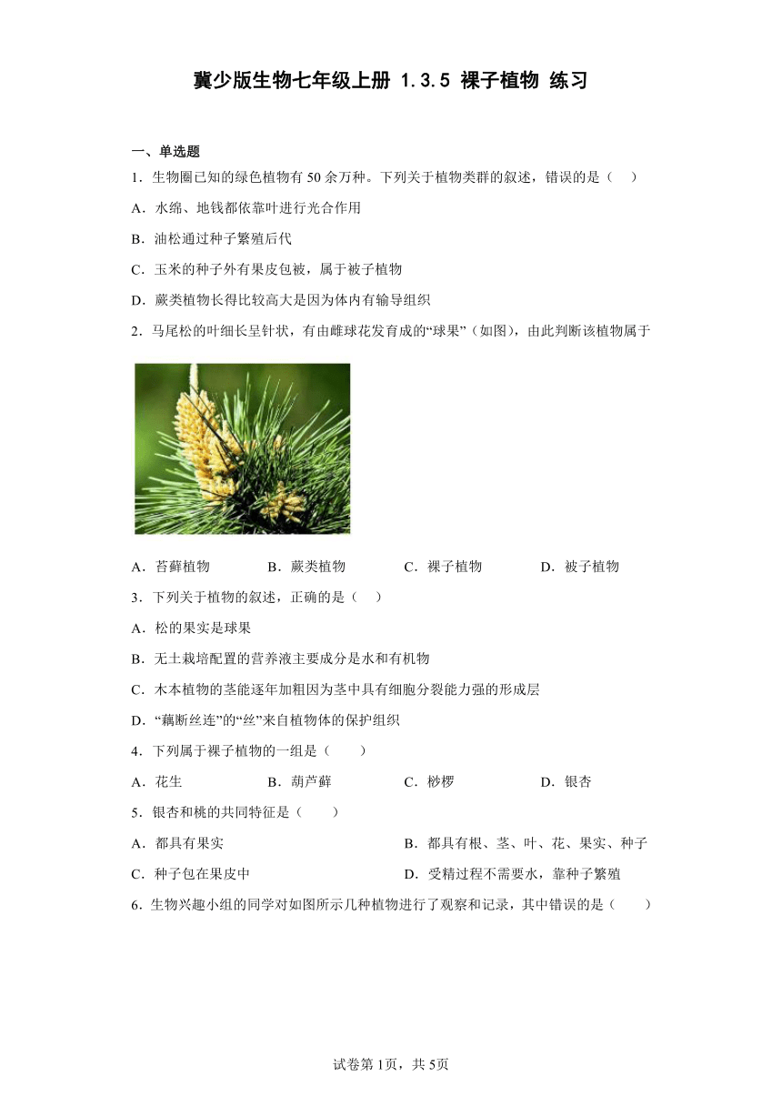 冀少版生物七年级上册1.3.5裸子植物练习（含答案）