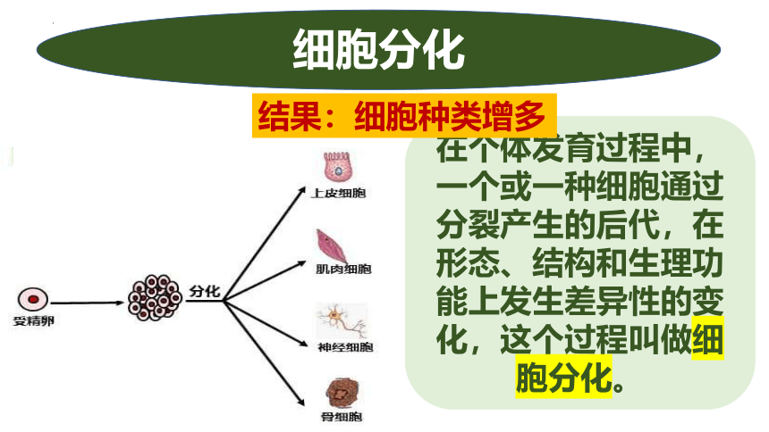 2.2.2动物体的结构层次课件(共23张PPT)2022--2023学年人教版七年级生物上册