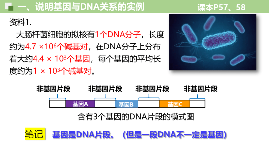 3.4基因通常是有遗传效应的DNA片段-人教版2019必修2(共33张PPT)