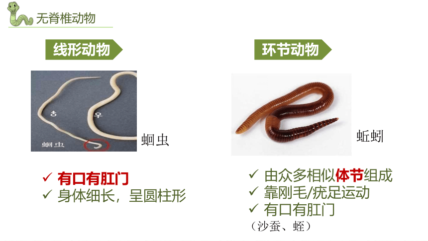 2022-2023学年人教版生物八年级上册 期末复习 课件 (共44张PPT)