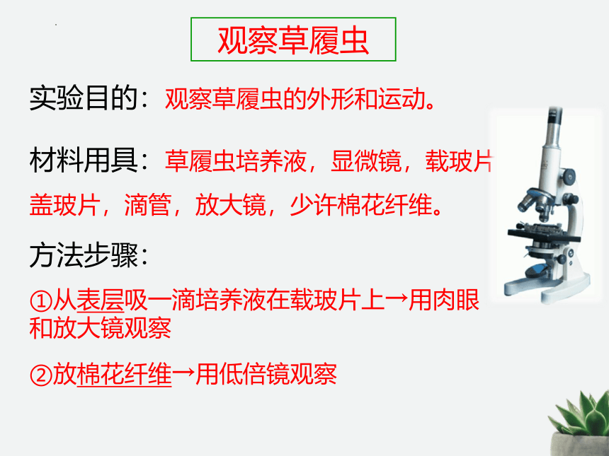 人教版生物七年级上册 2.2.4 单细胞生物 课件(共26张PPT)