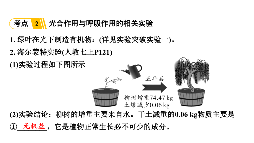 3.4  植物的光合作用、呼吸作用与植物在生物圈中的作用复习课件(共59张PPT)