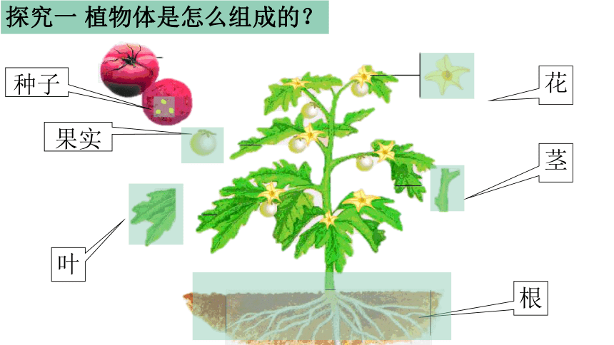 2.2.3 植物体的结构层次课件(共28张PPT)