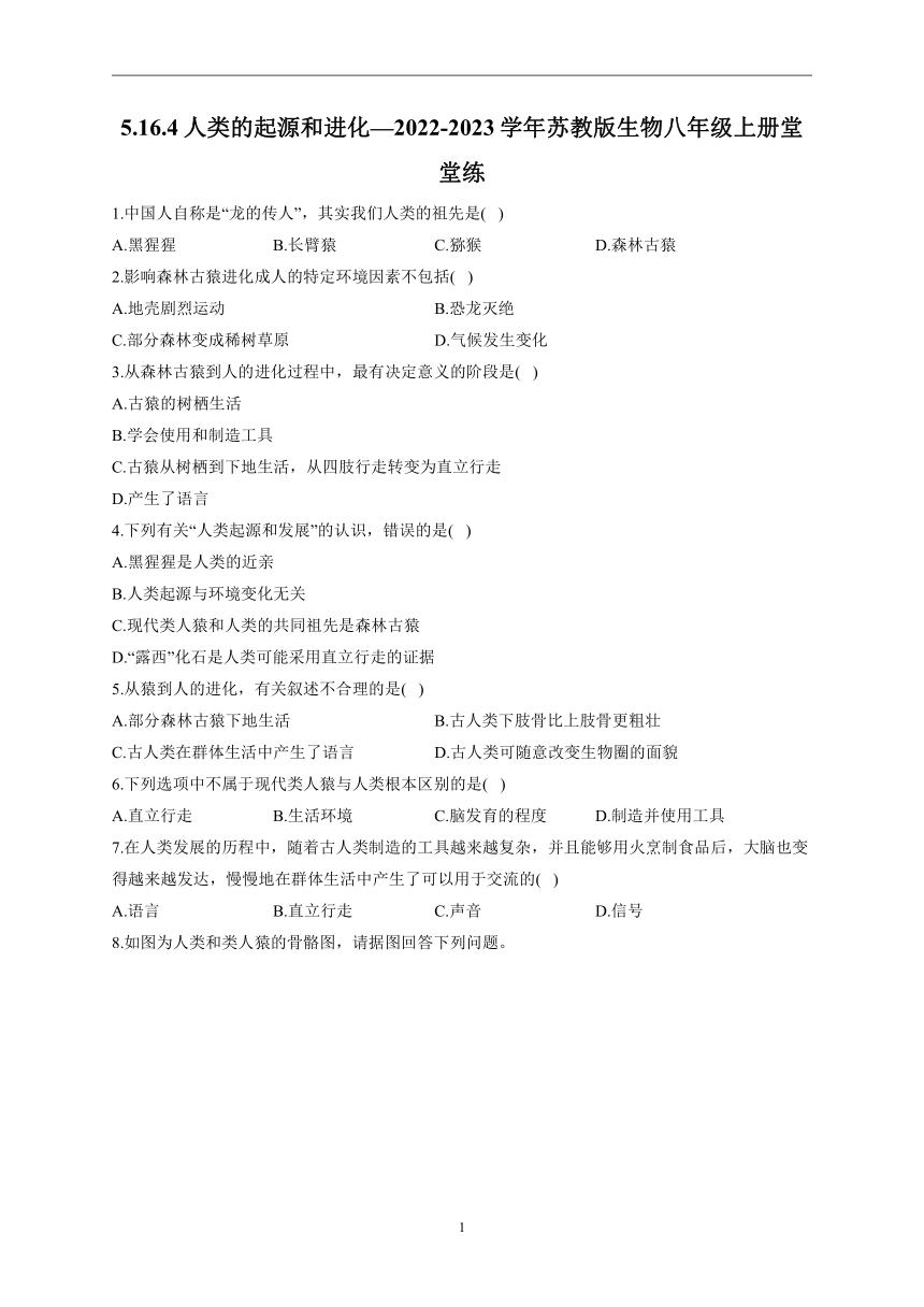 5.16.4人类的起源和进化—2022-2023学年苏教版生物八年级上册堂堂练(word版含解析）