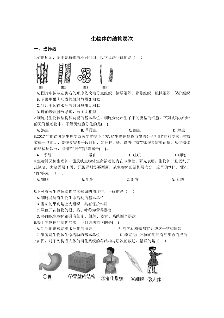 2.3生物体的结构层次 同步练习（含解析）