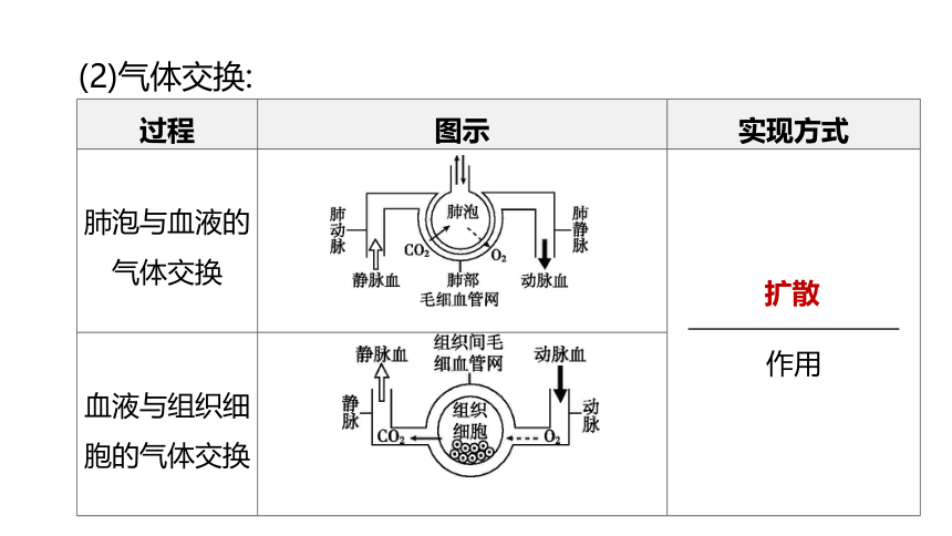 2022年浙江省中考科学一轮复习 第06课时　与人体代谢相关的系统-呼吸和消化（课件 43张PPT）