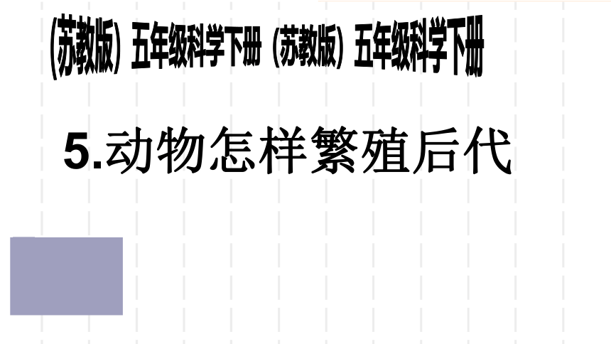 鄂教版（2001）五年级科学下册课件-5 动物的繁殖（课件17ppt）