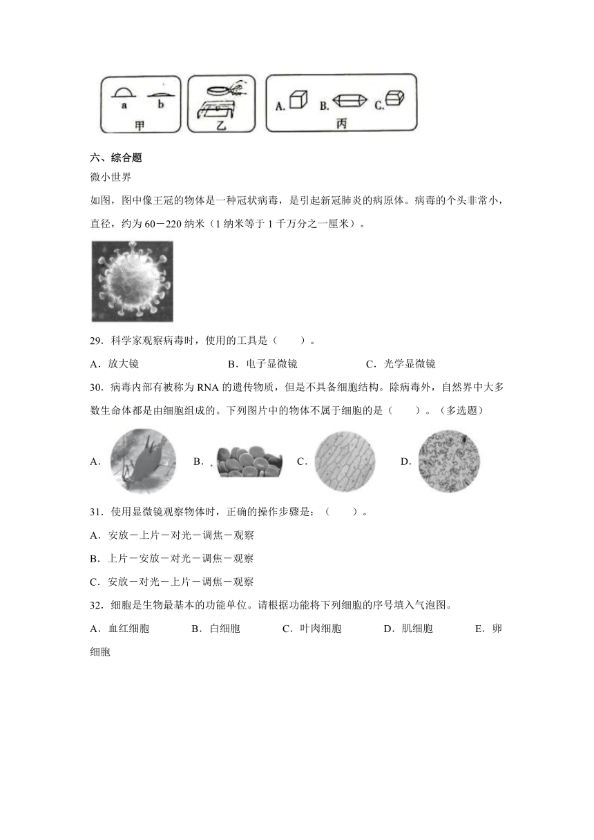 教科版小学六年级下册科学1.7.用显微镜观察身边的生命世界（三）   同步练习（含答案）