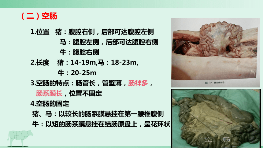 3.2 消化腺的识别 肠肝和胰 课件(共21张PPT)《畜禽解剖生理（第四版）》同步教学(高教版)