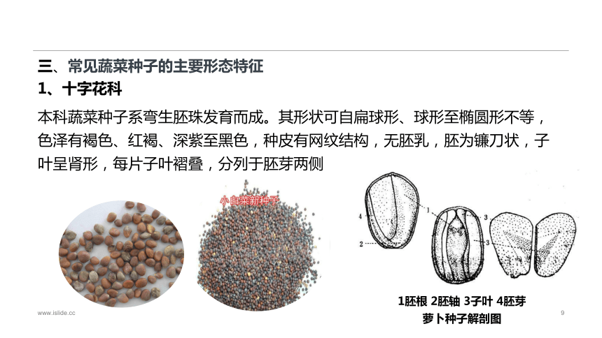 1.2.1蔬菜种子的识别 课件(共34张PPT)-《蔬菜生产技术》同步教学（中国农业出版社）