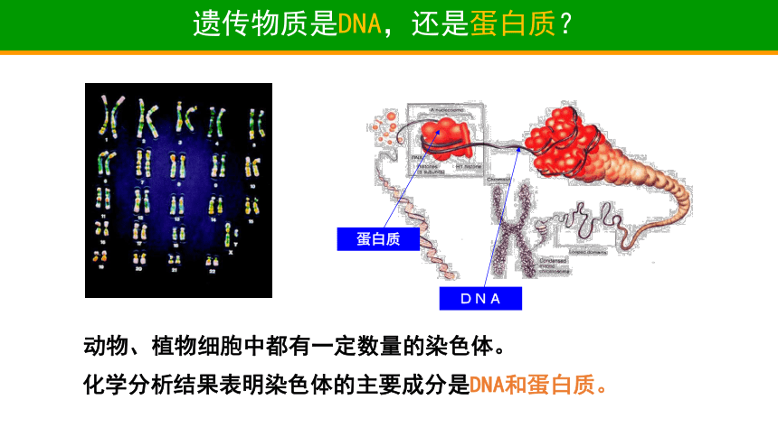 1.1 DNA是主要的遗传物质（第1课时）（课件28张ppt）高一生物（沪科版2020必修2）