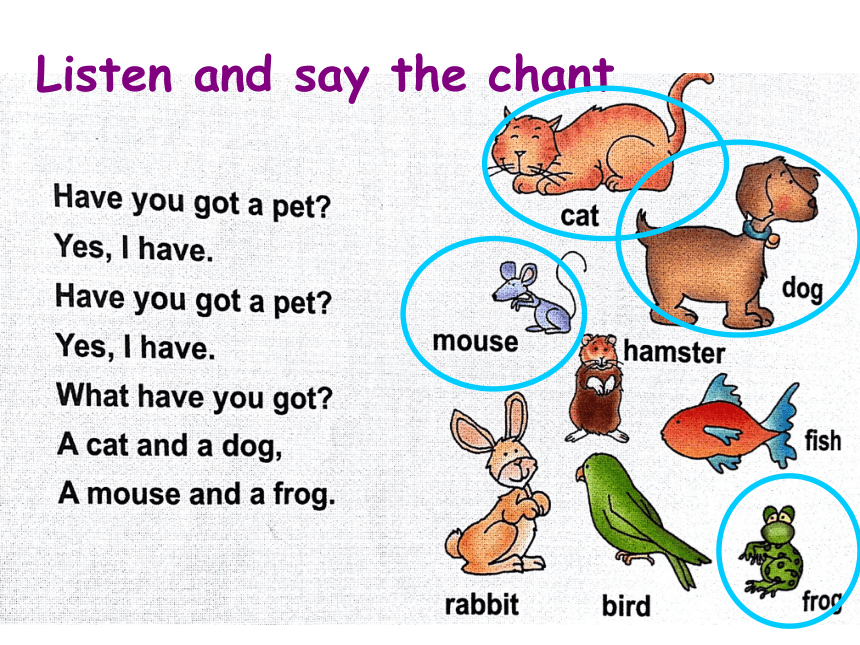 Unit1 Pets Lesson1 课件(共14张PPT)