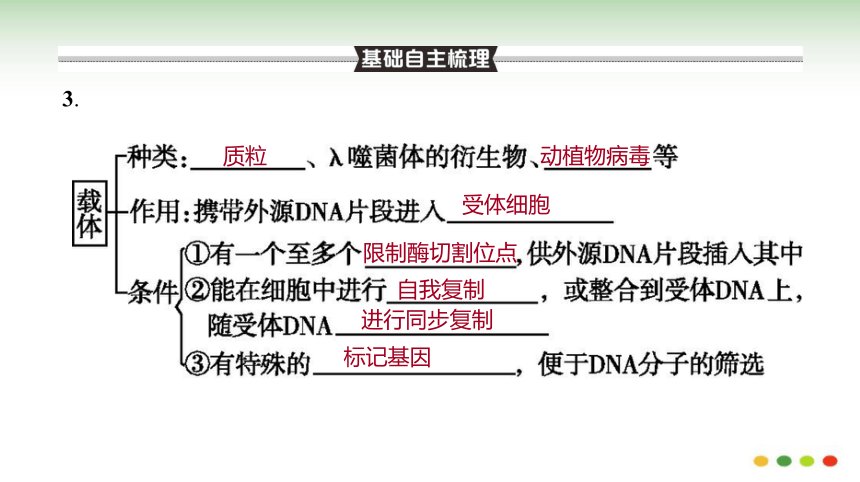 高三生物一轮复习：第36讲  基因工程（课件共160张PPT）