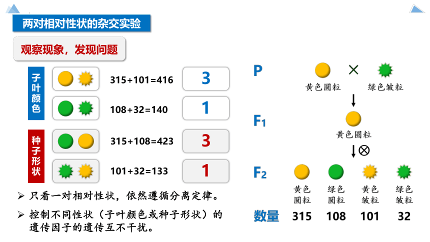 1.2 孟德尔的豌豆杂交实验二 课件(共89张PPT)-2023-2024学年高一下学期生物人教版（2019）必修2