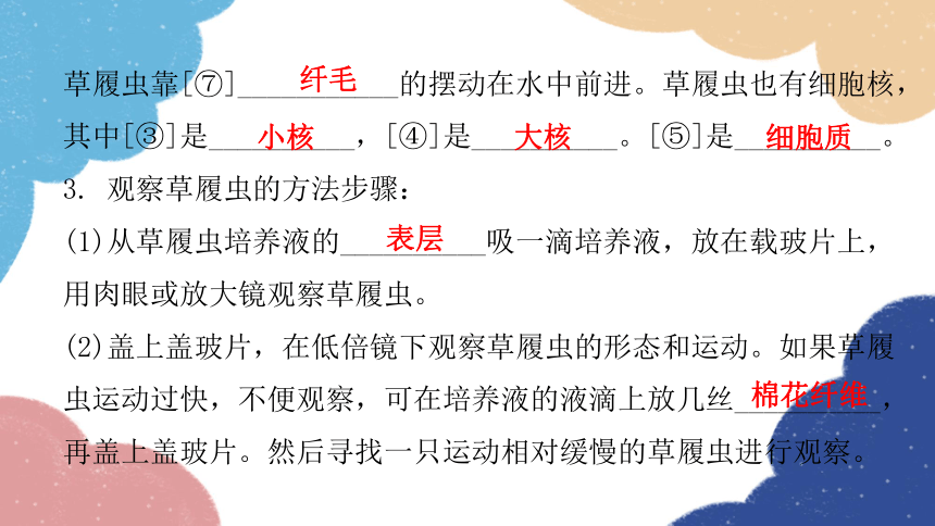 人教版生物七年级上册 2.2.4单细胞生物课件(共30张PPT)