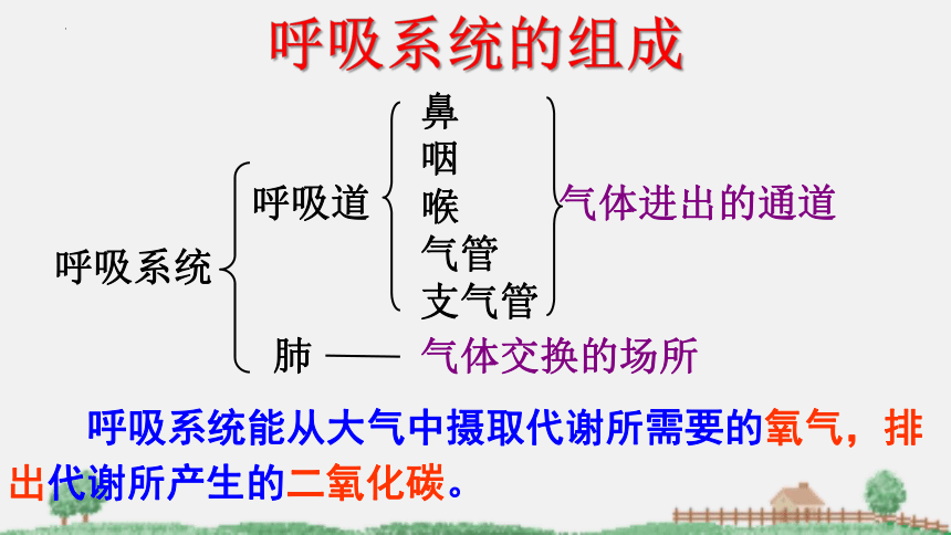 2021-2022学年苏教版生物七年级下册10.3人体和外界环境的气体交换课件(共31张PPT)