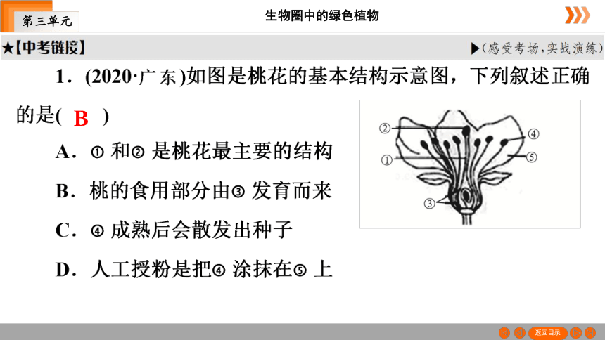 人教版生物七年级上册 第3单元　第2章被子植物的一生本章知识网络 课件（共26张PPT）