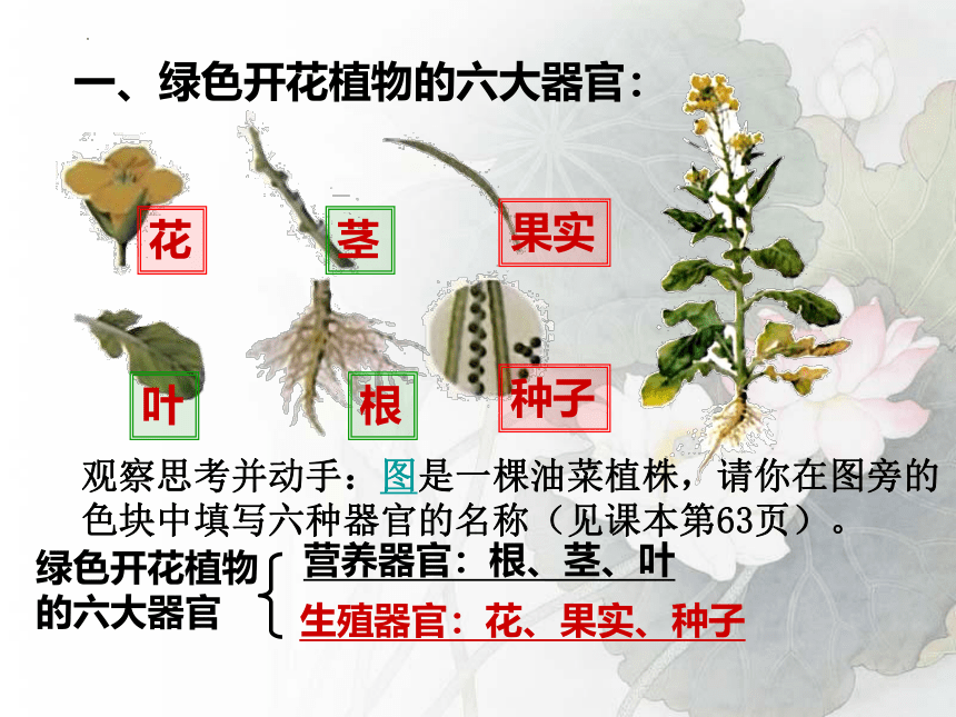 2.2.3 植物体的结构层次课件(共32张PPT) 2022-2023学年人教版七年级上册生物