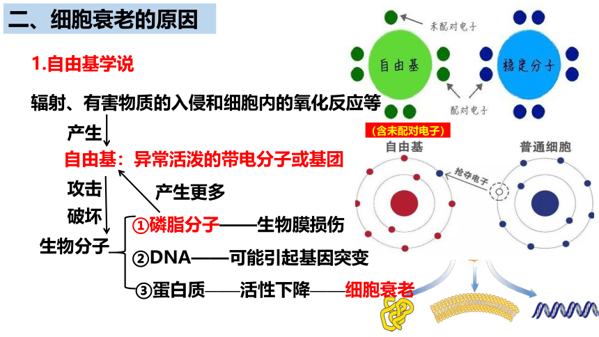 生物人教版（2019）必修1 6.3细胞的衰老和死亡  课件 （共41张ppt）