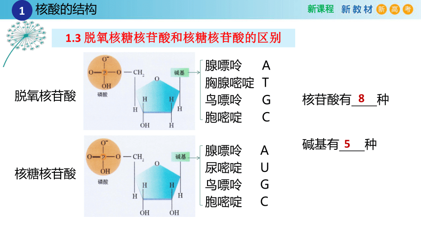 2.5核酸是遗传信息的携带者（2课时）(课件共22张PPT)