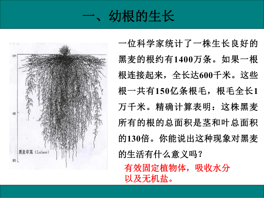 初中生物人教版七年级上册3.2.2植株的生长课件(共33张PPT)