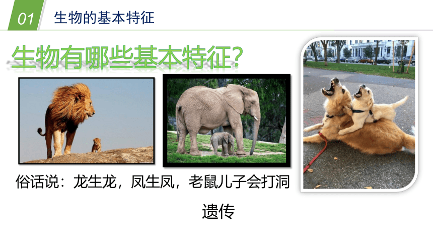 生物的基本特征（课件 25PPT）