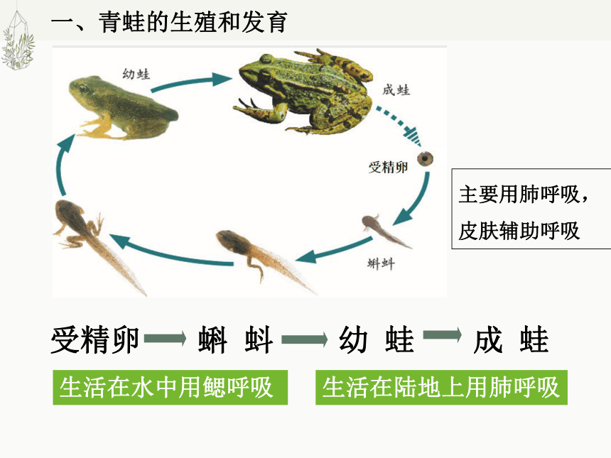 7.1.3 两栖动物的生殖和发育课件(共36张PPT)2022--2023学年人教版生物八年级下册