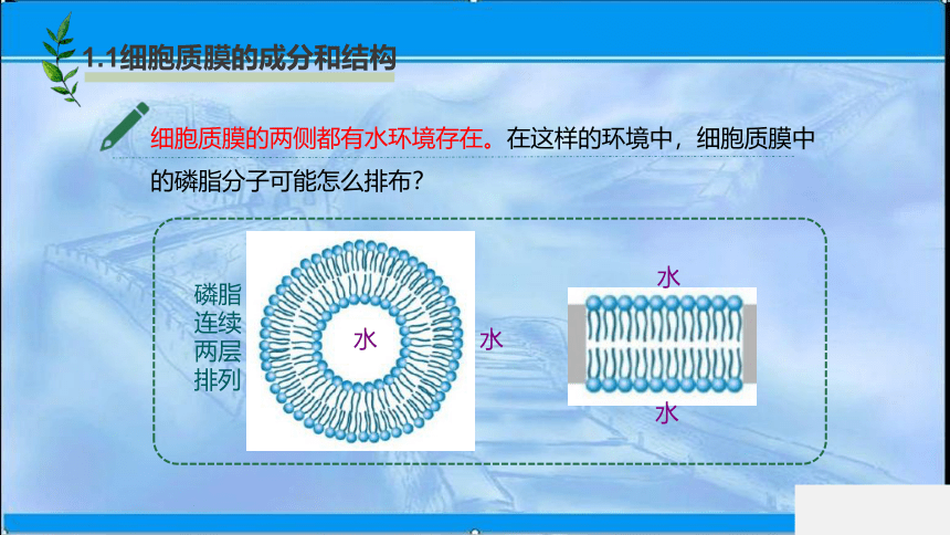 2020-2021学年苏教版（2019）高中生物： 必修1  2.2.1 细胞质膜将细胞与外界环境分开 课件（27张ppt）