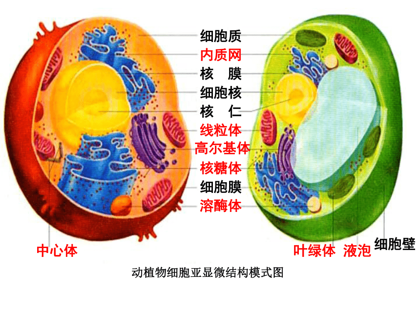 人教版生物高中必修一3.2-细胞器——系统内的分工合作(58张PPT)