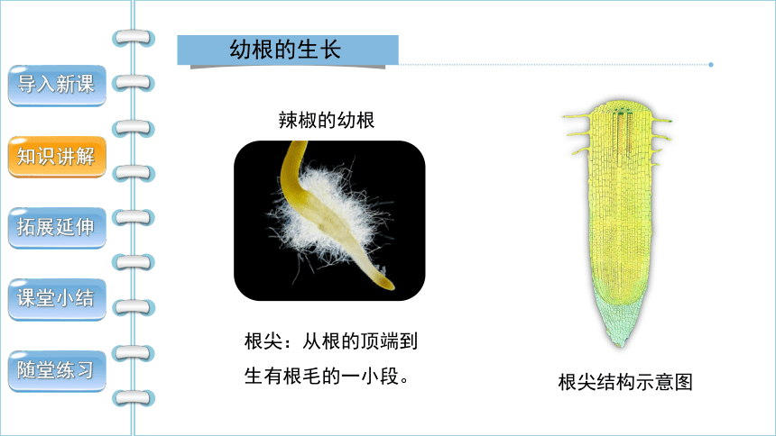 人教版生物七年级上册 3.2.2 植株的生长 2022--2023学年课件 (共29张PPT)