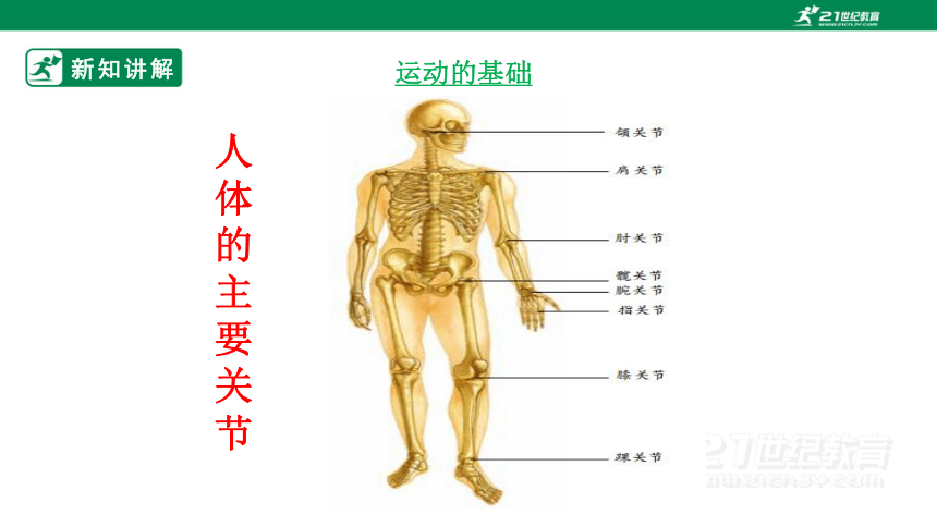 济南版2022-2023学年七年级生物上册2.2.3 动物的运动-同步课件（共31页ppt）