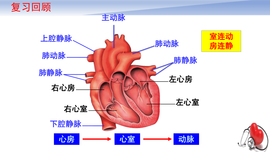 4.4.3输送血液的泵——心脏(第2课时)课件2023--2024学年人教版生物七年级下册(共21张PPT)