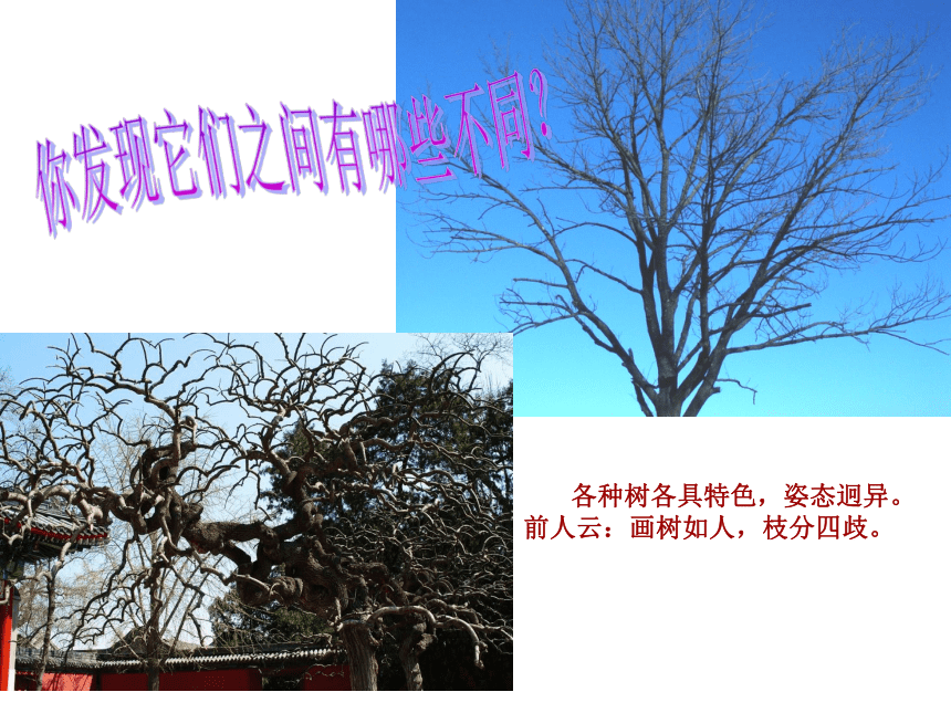 中国画——树的画法（课件）人美版（北京）（2013）美术五年级下册(共18张PPT)