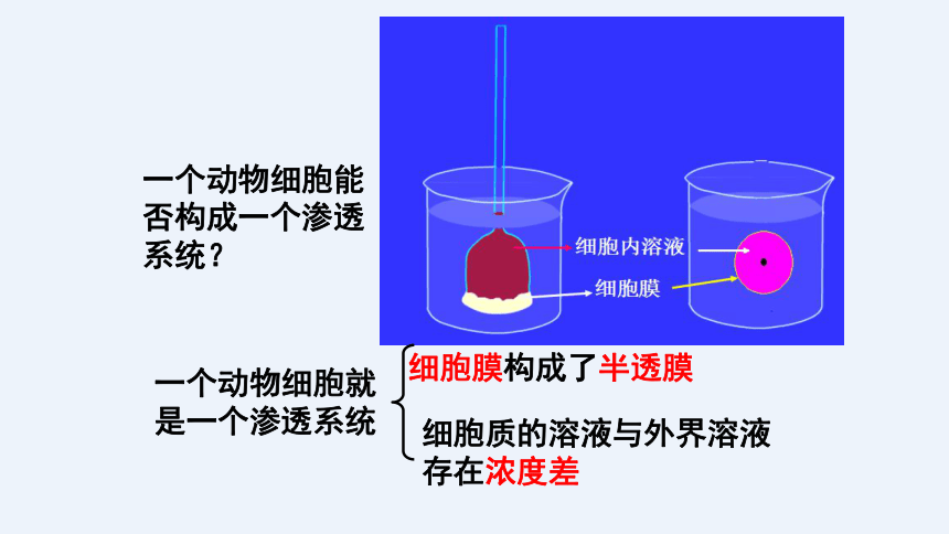 2021—2022学年 高一上学期 人教版（2019）必修1    4.1 被动运输   课件（33张）