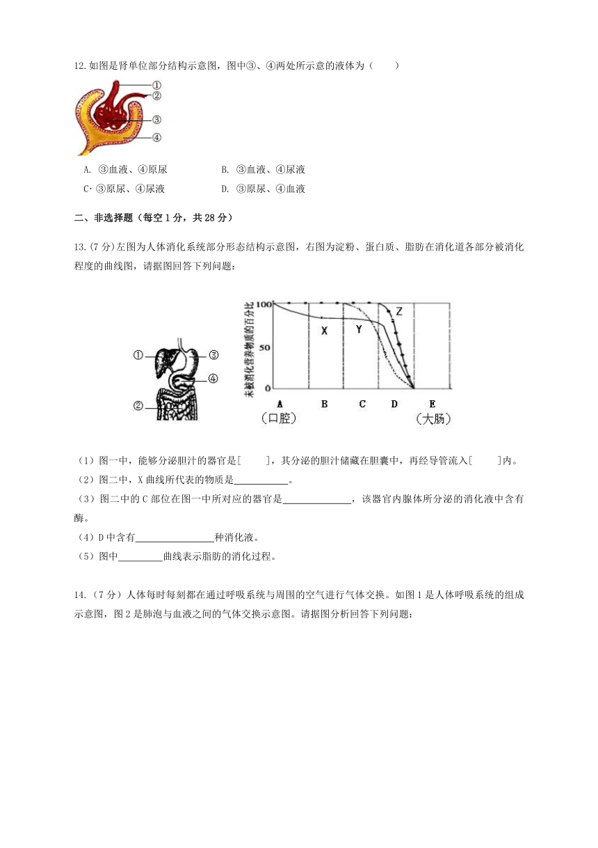 辽宁省大石桥市2022-2023学年七年级下学期期中质量监测生物试题（40分制）（不含答案）