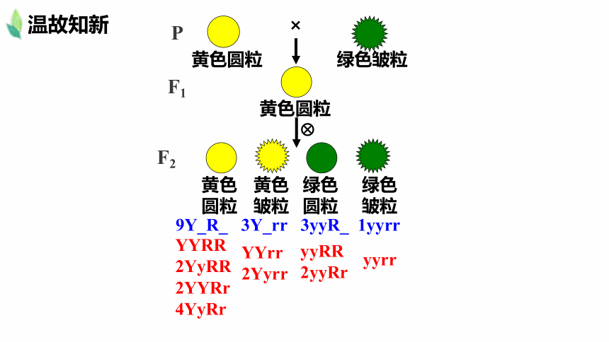 1.2孟德尔的豌豆杂交实验（二）-2020-2021学年高一生物人教版（2019）必修2课件（40张ppt）