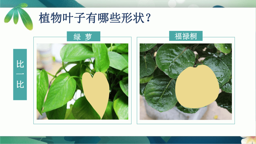 4. 美丽的植物（课件）(共13张PPT) 人美版（北京） 美术二年级下册