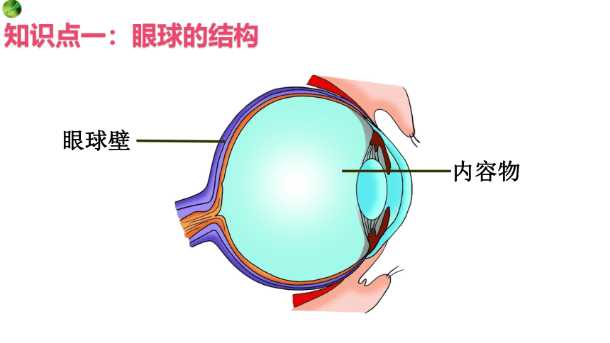 2.4.1.1 信息的获取-视觉（课件）七年级生物下册（冀教版）（共24张PPT）